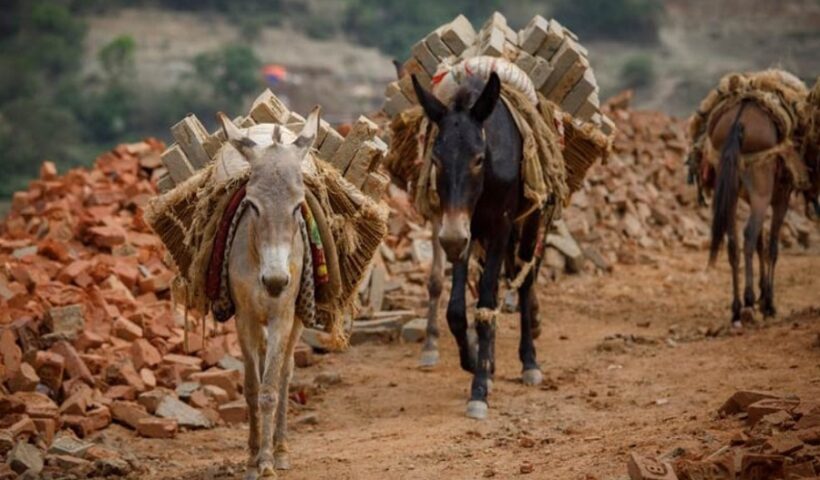 Donkeys