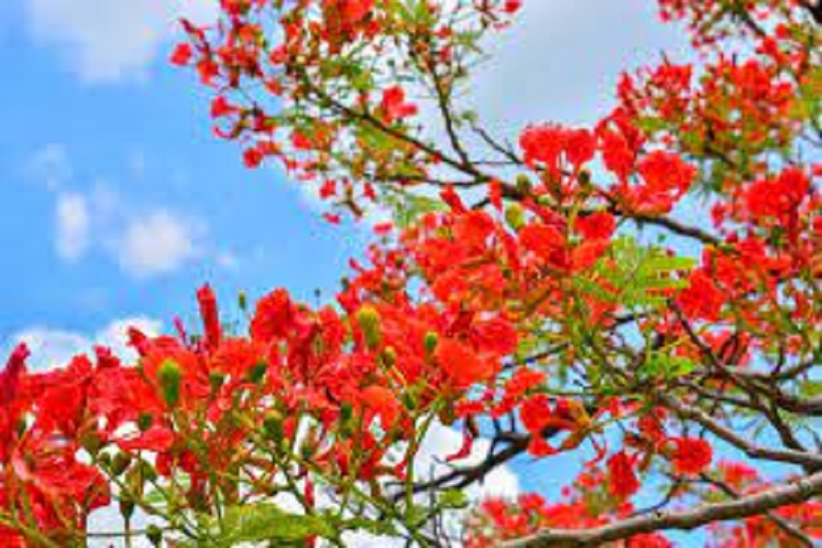 Gulmohar