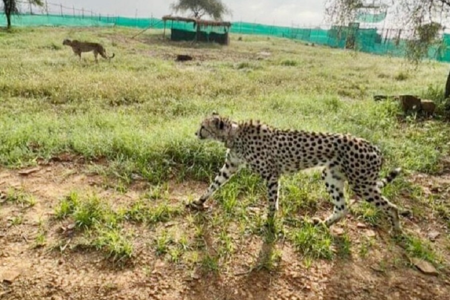 cheetah