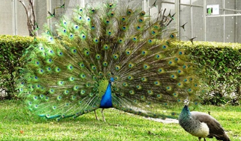 Peacock