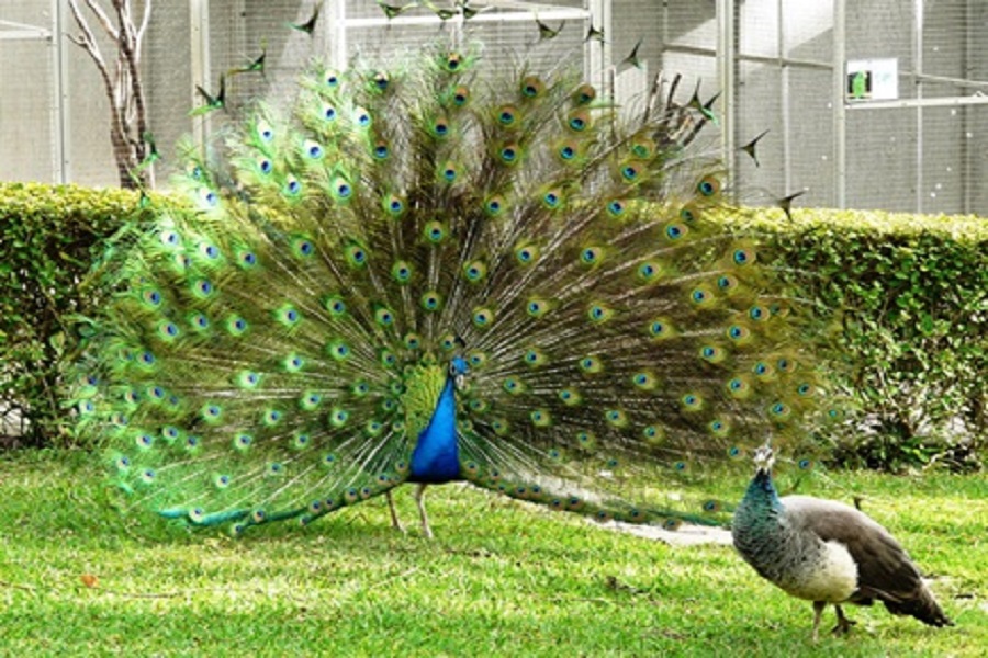 Peacock