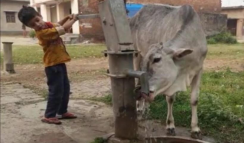 Cow Drinking