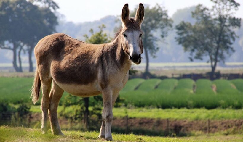 Donkey