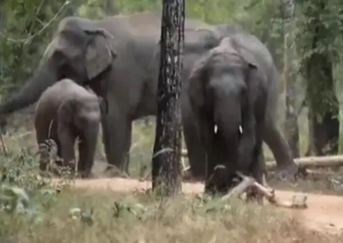 Bandhavgarh Elephant