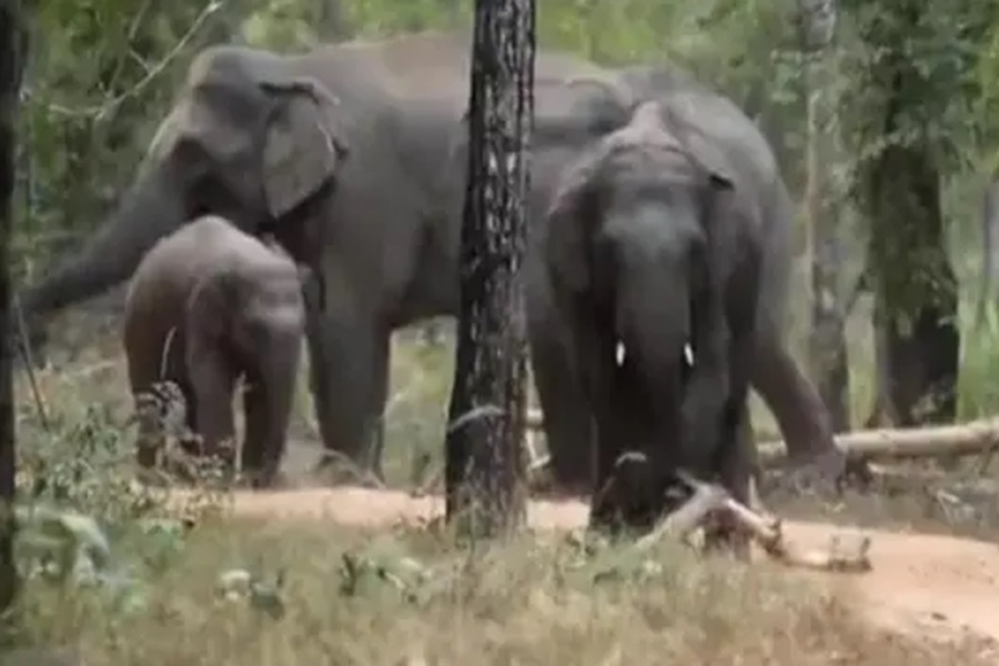 Bandhavgarh Elephant