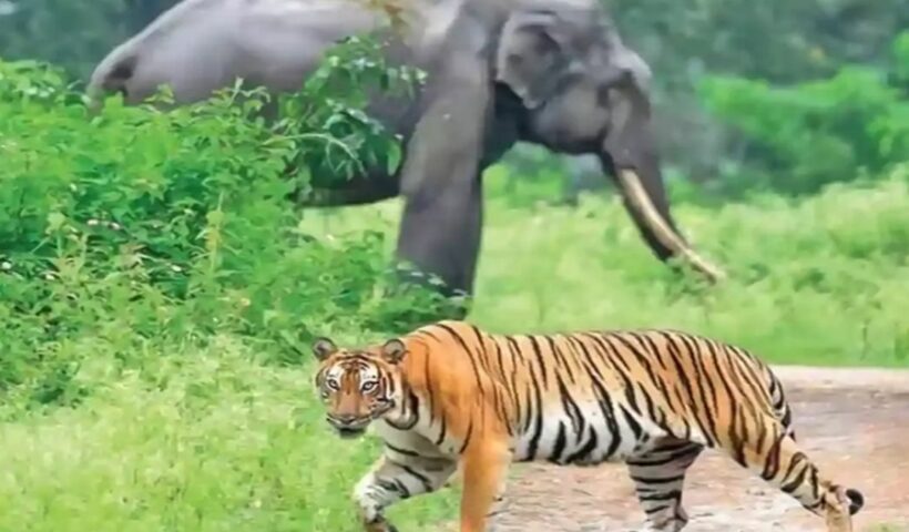 Elephant-Tiger