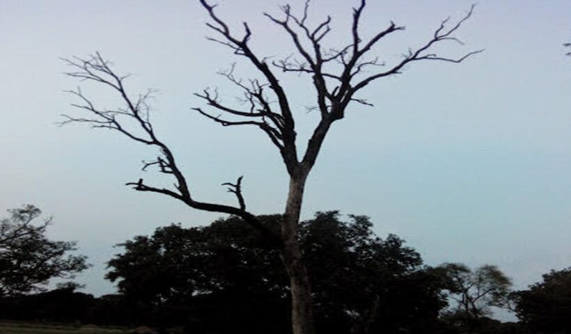 Village Dry Tree