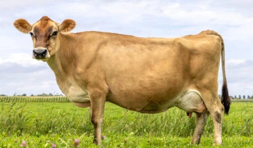 American Cow