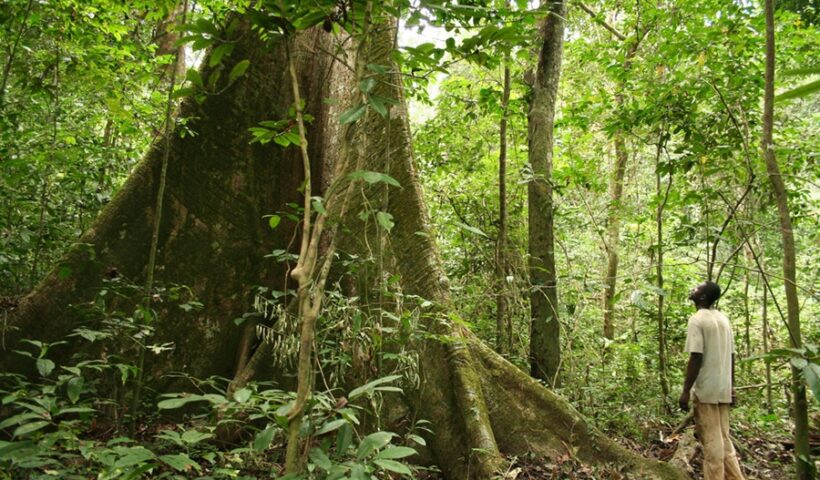 Congo Forest