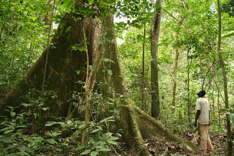 Congo Forest