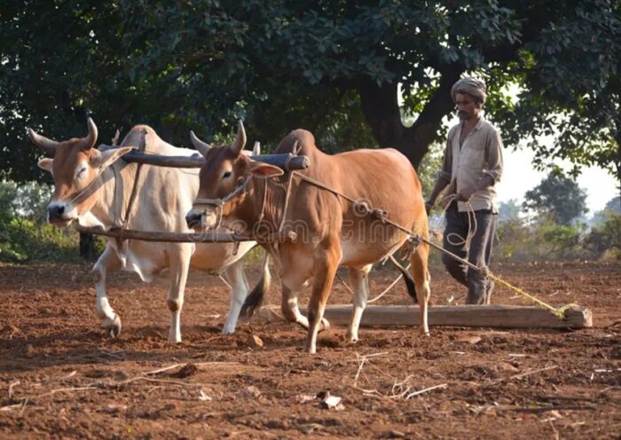 farmer bullocks