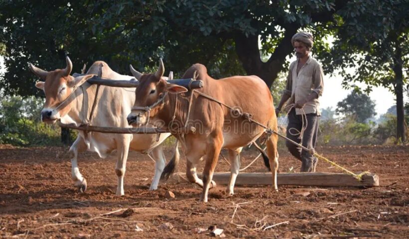 farmer bullocks