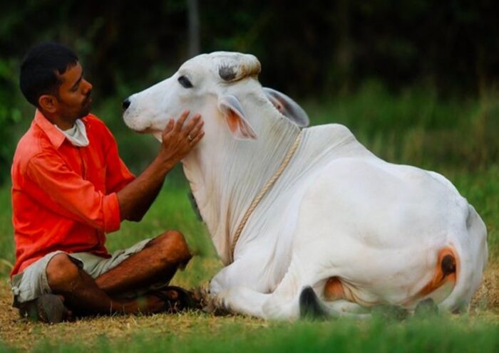 COW-CUDDLING