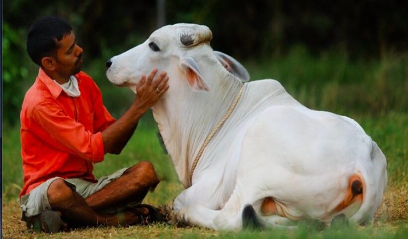 COW-CUDDLING