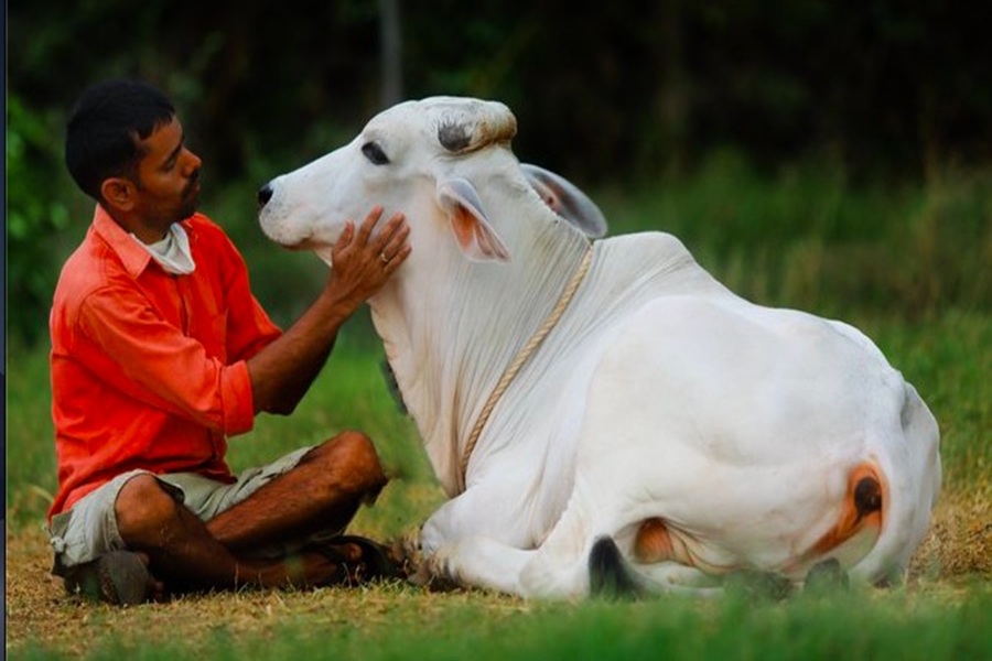 COW-CUDDLING