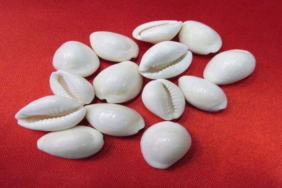 kaudi